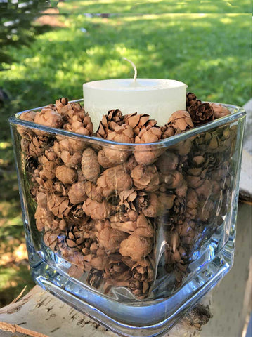 hemlock cones  fillers in home decor