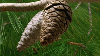 pine cone action online