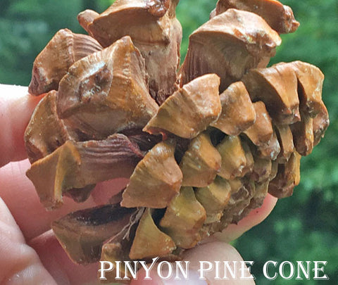 pine cone make edible pine nuts