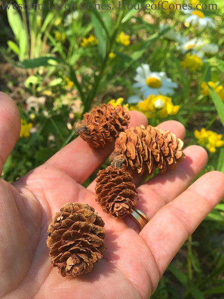 Small Pine Cones For Crafting 2947