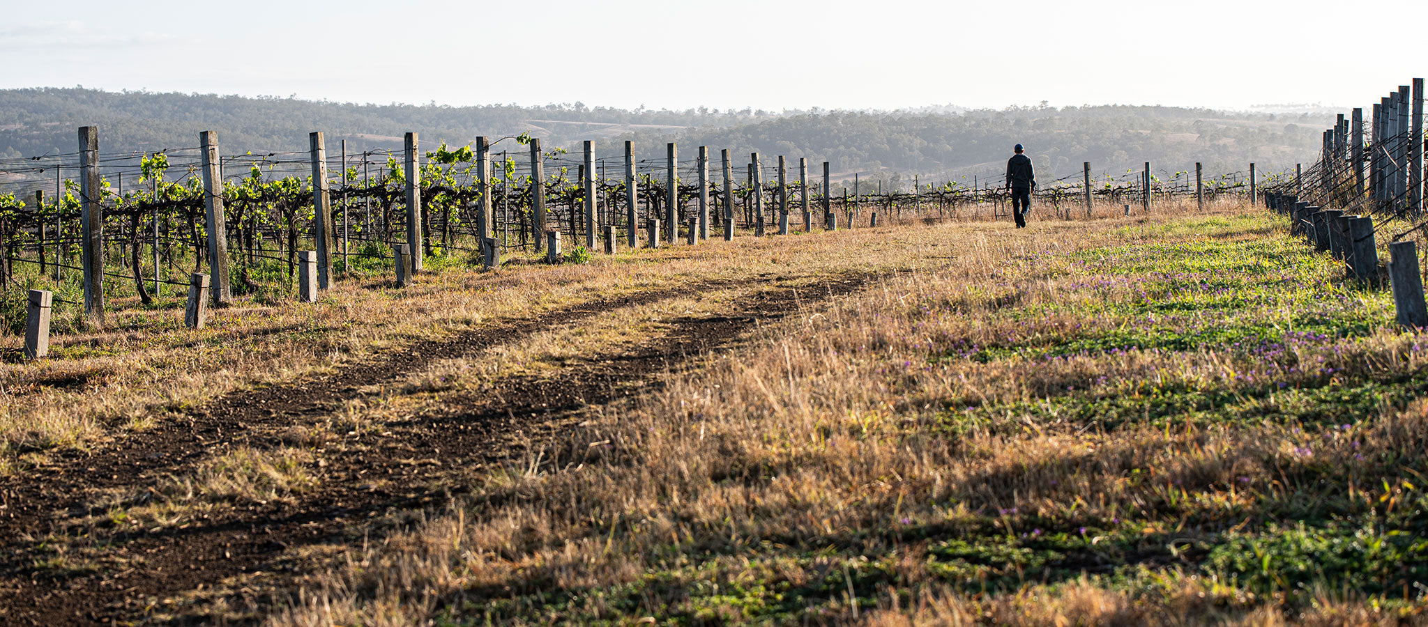 Strolling the vineyard
