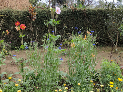 Flowers in the garden at Chota Tingrai Tea Estate