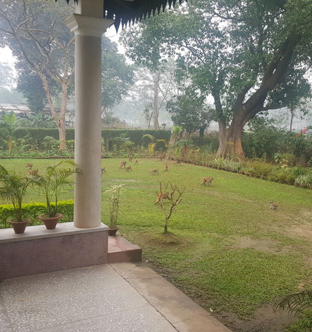 Monkeys invading our house at Chota Tingrai