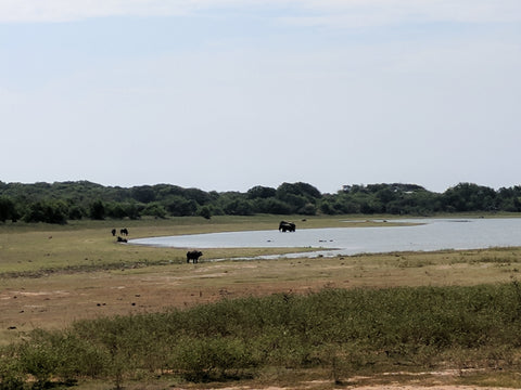 Elephants in Yala National Park, Sri Lanka