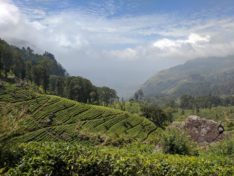 Slopes of tea in Ella