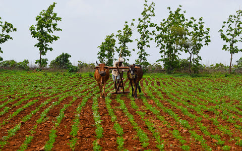 Small holder organic farmer in Madhya Pradesh