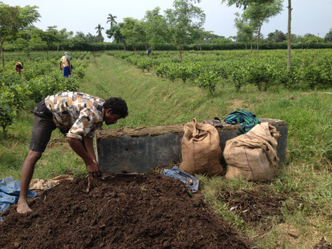 Making organic compost on Chota Tingrai Tea Esate
