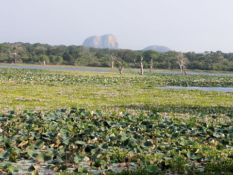 Marsh in Yala National Park
