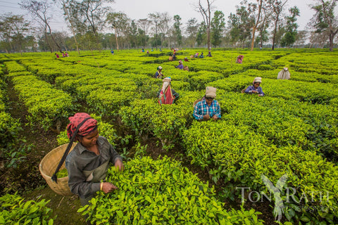 Women picking tea in Assam, India