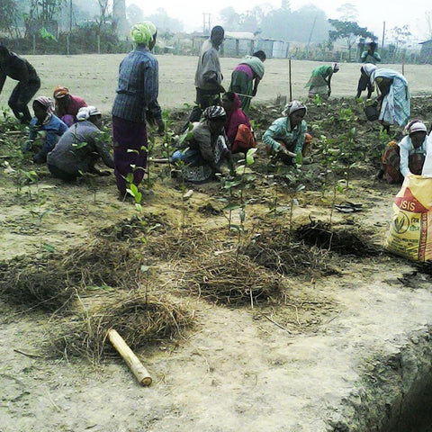 Women planting tea bushes