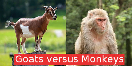 Image for blog: Goats versus Monkeys