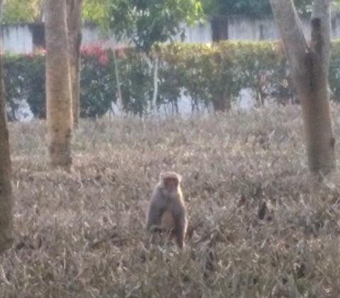Monkey sitting in a pruned tea bush