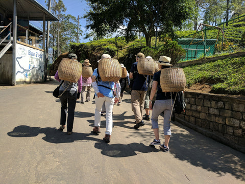 Tourists for picking tea