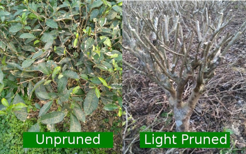 Unpruned versus light pruned tea bushes