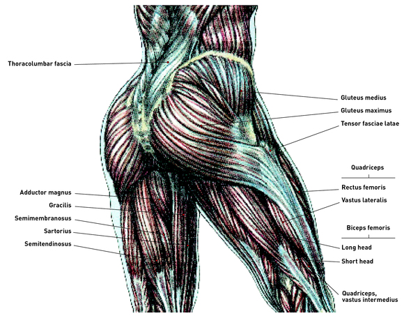 Learn More About Effectively Working Your Buttocks And Abdominal Muscl Human Kinetics
