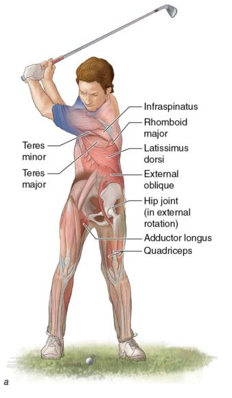 What Is Happening In The Shoulder Complex During A Golf