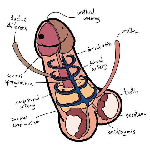 Penis Anatomy