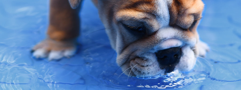 how much water should a puppy drink in a day