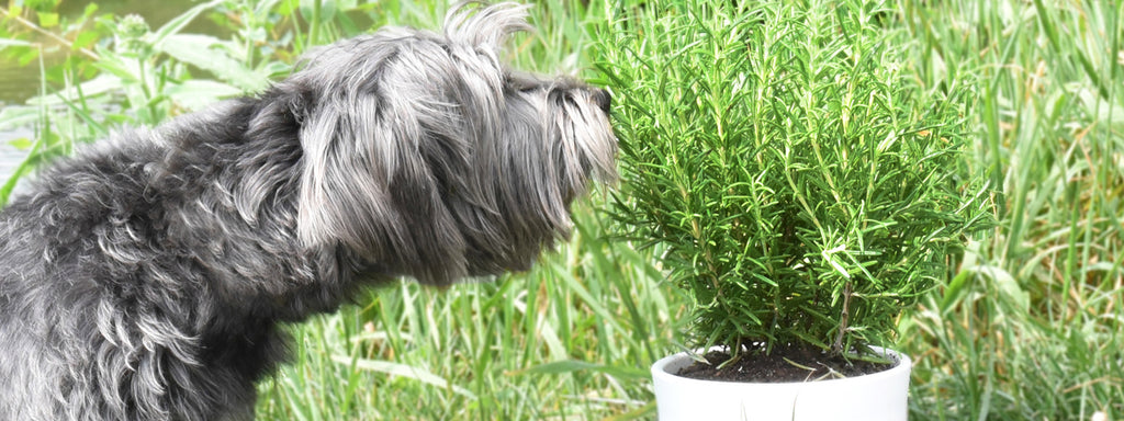 are organo plants safe for dogs