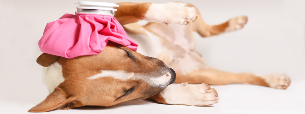 can a dog recover from ketoacidosis