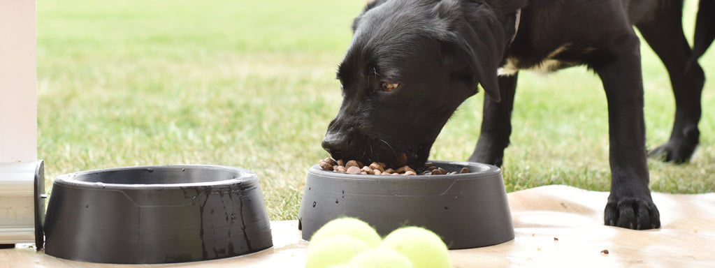 is it ok to overfeed a puppy