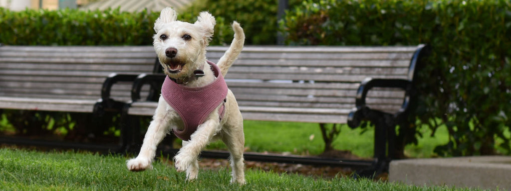 best small dog breed running