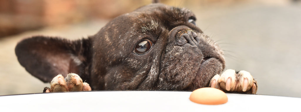 how many training treats can you give dog