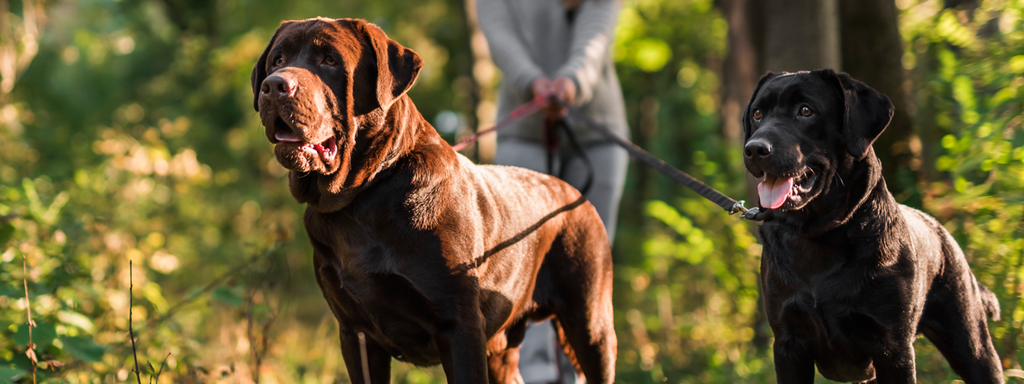 are boy dogs better than girl dogs