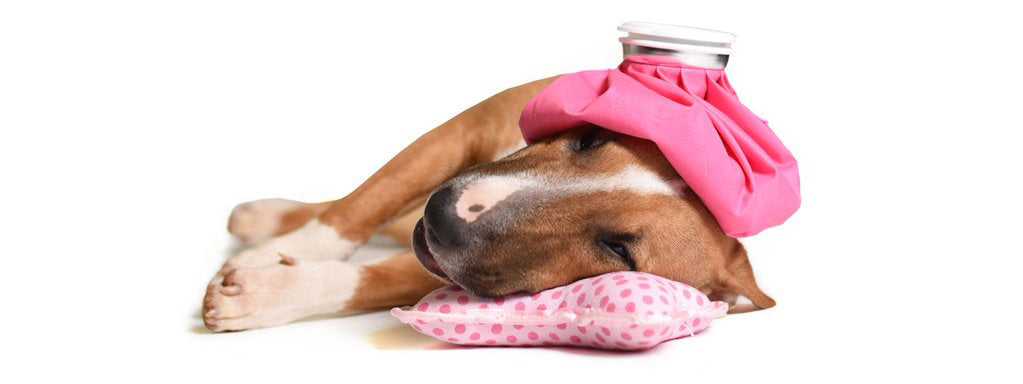 can a dog recover from ketoacidosis