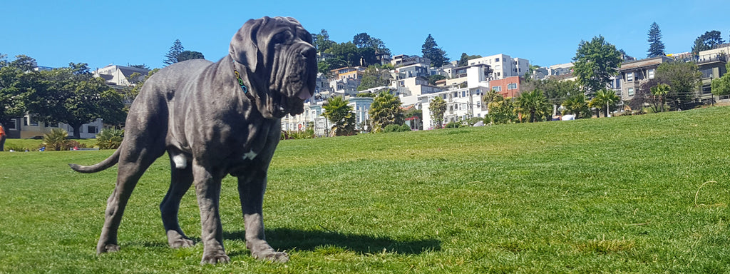 old dog drinking excessive water