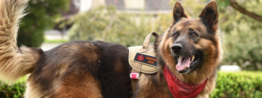 dog breeds that make good service dogs