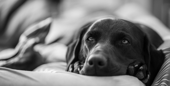 black labrador ketoacidosis in dogs