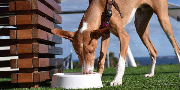 podengo dog with a dog tracker on harness drinking from smart bowl Actijoy