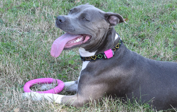 grey amstaff with a dog tracker playing with a rubber ring
