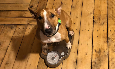 dog standing on a scale 