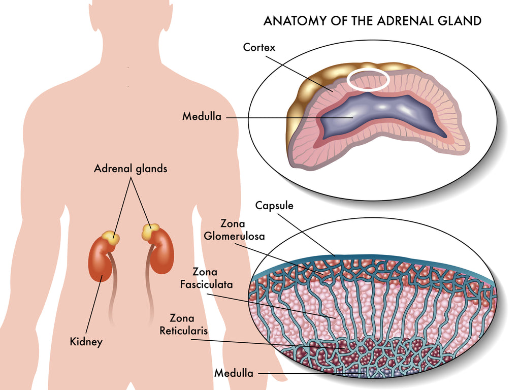 cortisol and adaptogens