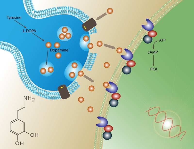 what releases dopamine