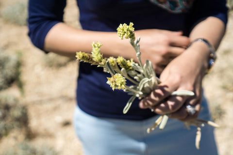 Greek Mountain Tea Sideritis