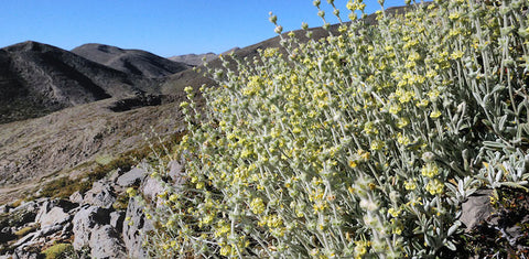 Greek Mountain Tea Sideritis