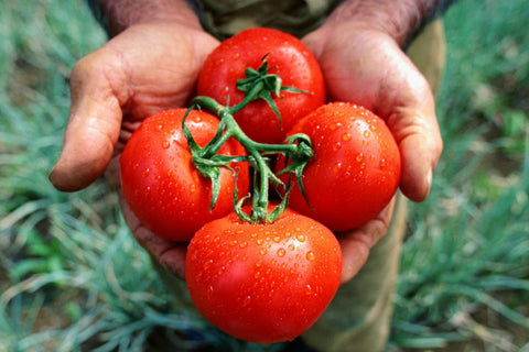 Greek Tomatoes
