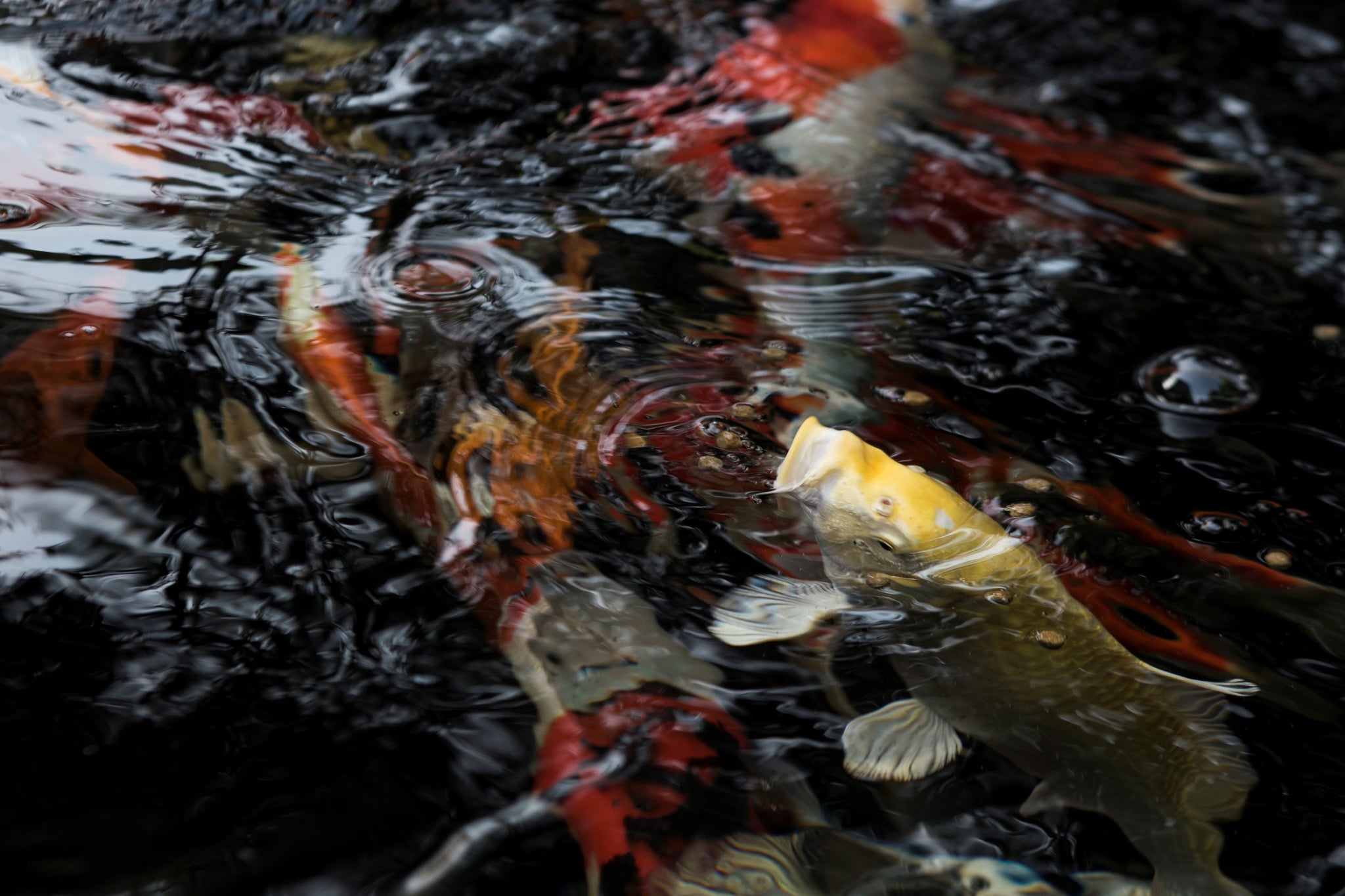 Play It Koi Pond Fish Bothell WA