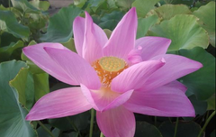 Pink Lotus