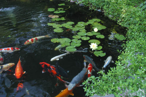 Summer koi pond