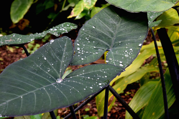 elephant ear