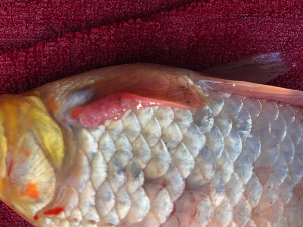 hard Wart-like growth on Koi Fish dorsal fin