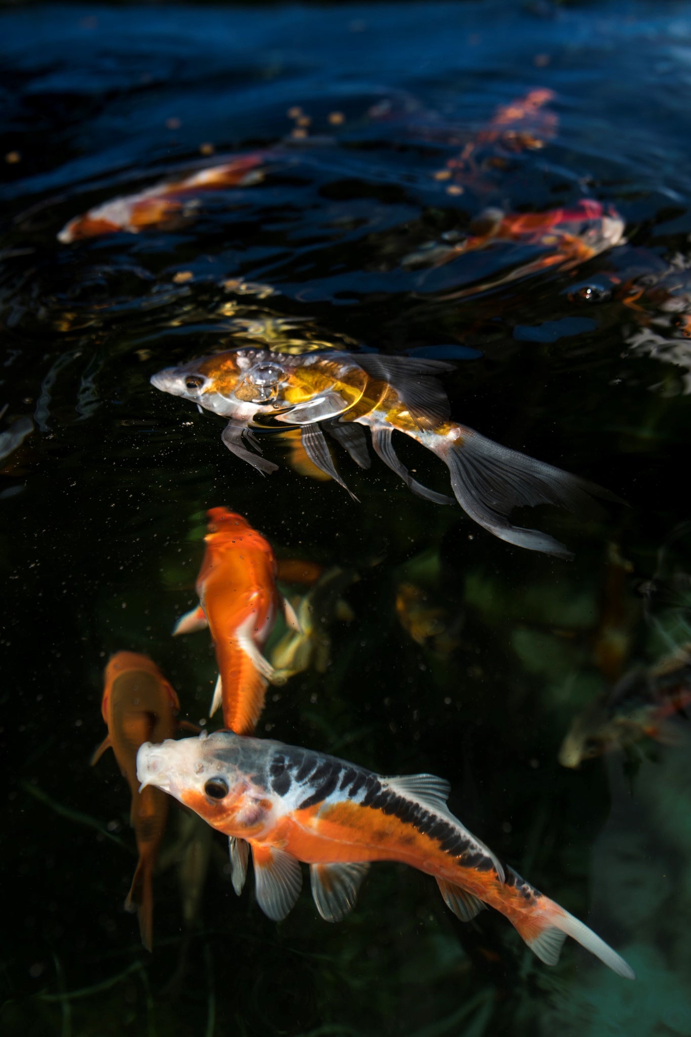 Play It Koi Pond Fish Bothell WA