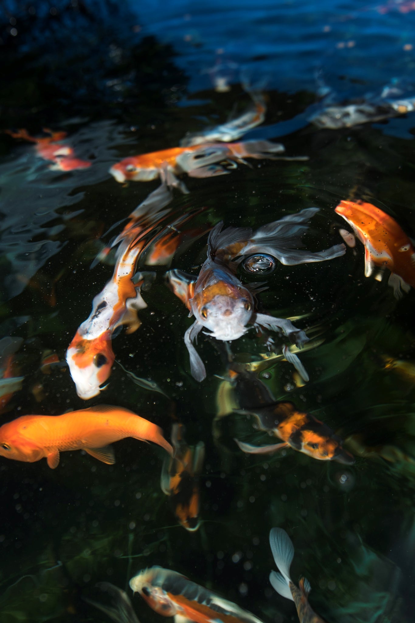 Play It Koi Pond Fish Bothell WA