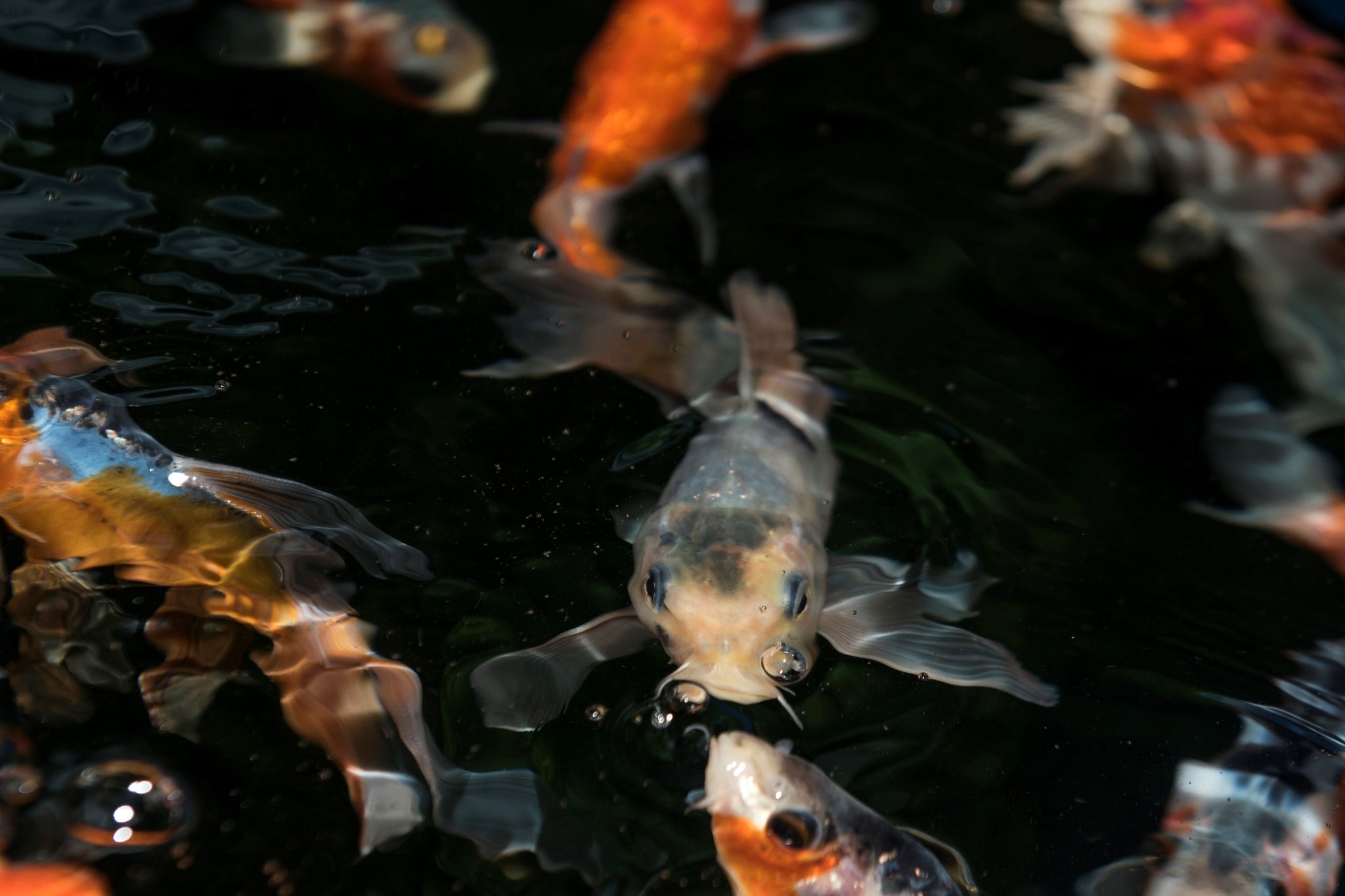 Play It Koi Pond Fish Bothell WA