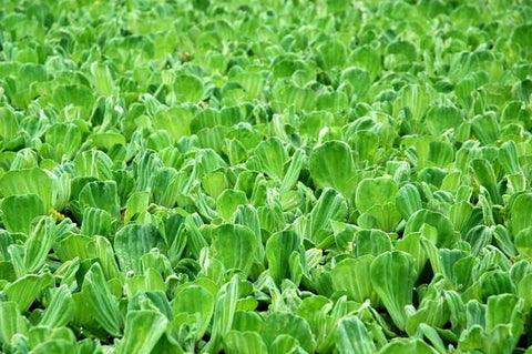 Water lettuce