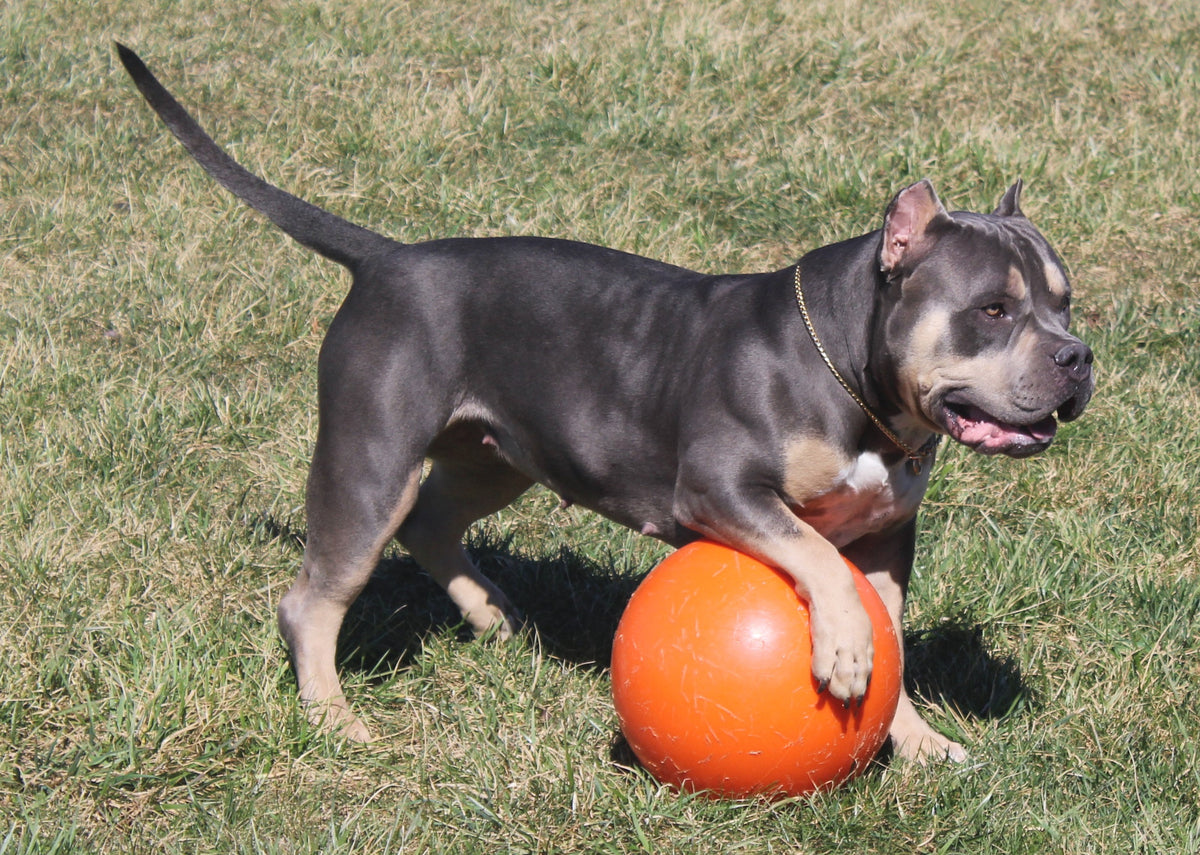 indestructible ball for pitbulls